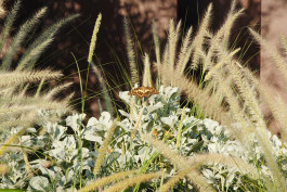 Encelia farinosa, a desert shrub that pollinators love