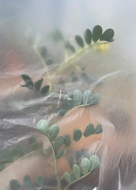 The leaves and flowers of Senna italica, shrouded for protection from construction on site 