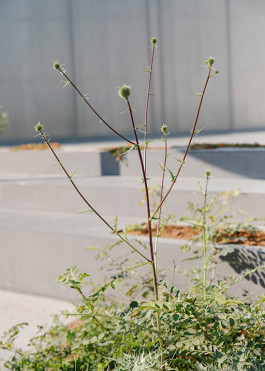 Echinops spinosissimus — a studio favorite — native to the Arabian peninsula, in its first stages of blossoming 