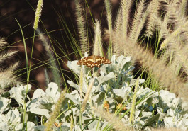 Encelia farinosa, a desert shrub that pollinators love 