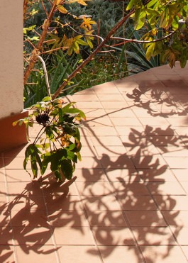 Shadow cast by Hibiscus sabdariffa, a studio favourite 