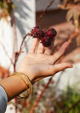 Hibiscus sabdariffa also known as karkade, edible flowers often used in tea, is a studio favourite which we love for its colour and sculptural form 