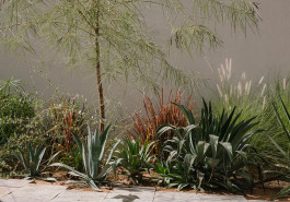 We envisaged Alserkal Avenue's Public Realm Landscape as a Desert Grove, encouraging the 'right of return' of native species that once inhabited the site 