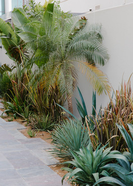 Spectrum of greens, silvers with pops of rust enlivening the corridor of a garden 