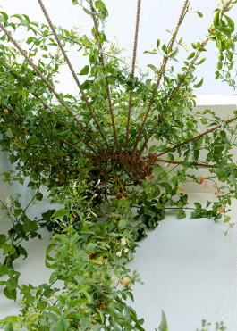 Jasminum grandiflorum climbing a rope net we designed, forming an organic lace-like shade - a scented canopy over outdoor dining below 