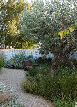 The exquisite sculpture of this Olea europaea anchors the central chapter of Nada Debs‘s garden 