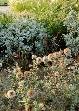 Building texture and depth of field; native Echinops spinosissimus in bloom, its spiky habit in beautiful contrast to the velvet form of Encelia farinosa 