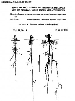 Root system of Tephrosia apollinea. Botanical research for Alserkal Avenue Public Realm