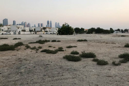 A constellation of Arabian native, Heliotropium bacciferum, growing wild in an empty plot close to the studio.