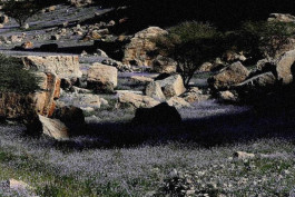 Dark-pink sorrel flowers grow wild in Wadi Al Bih, Ras Al Khaimah. Photo by Satish Kumar for The National