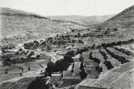 Photo of the Judean hills and the terraced fields of Bittir, near Jerusalem, in 1891