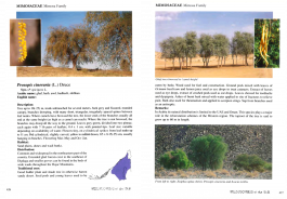 The Ghaf, national tree of the UAE, Botanical research for Alserkal Avenue's Public Realm