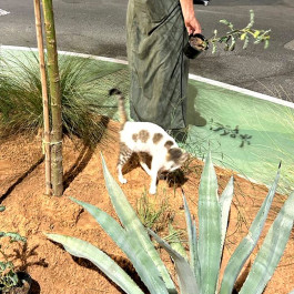 Irene and a cat, planting Alserkal Avenue's garden 