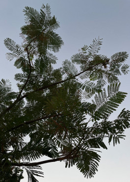The distinctive leaves of Acacia trees close like the pages of a book at nightfall and reopen with the light the next morning. 