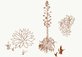 Life cycle of Agave americana. Illustration by Irene Zöller. We were commissioned by Alserkal Avenue to develop storytelling research about the species used in the Public Realm Landscape and the non-human species they would summon and help sustain.