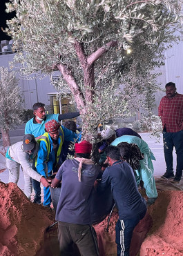 The critical stage of planting a mature Olea europaea. It takes a village and a lot of Bismillahs! 