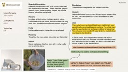 Aerva javanica botanical research for Alserkal Avenue Public Realm Landscape