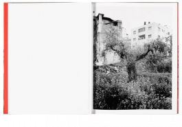 Portrait of an anicent olive tree in Palestine, in Anchor in the Landscape, by Adam Broomberg and Lou Miller
