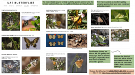Butterflies of the UAE