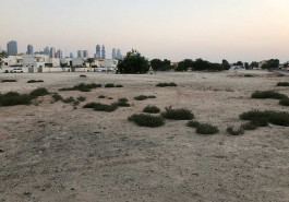 A constellation of Arabian native, Heliotropium bacciferum, growing wild in an empty plot close to the studio.