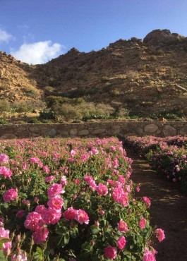 Taif, City of Roses