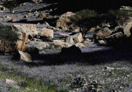 Dark-pink sorrel flowers grow wild in Wadi Al Bih, Ras Al Khaimah. Photo by Satish Kumar for The National